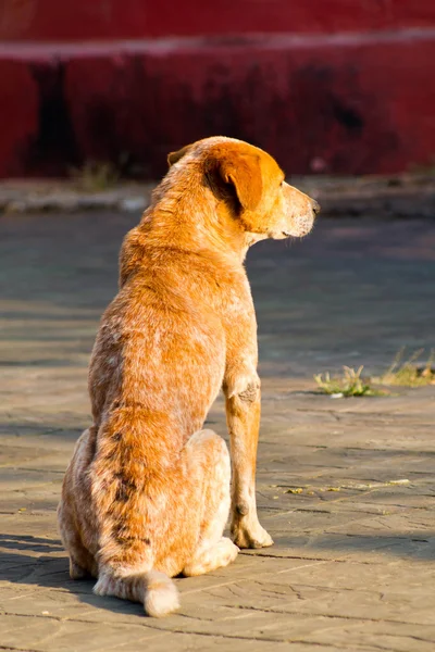 Cão doente — Fotografia de Stock