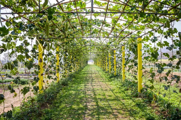 Green Tunnel Fresh Spring Foliage Natural Background Beautiful Garden — Stock Photo, Image