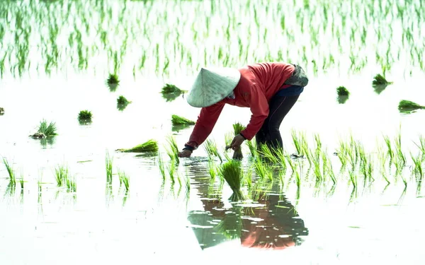 Thailands Bauern Reispflanzen Arbeiten Landleben — Stockfoto