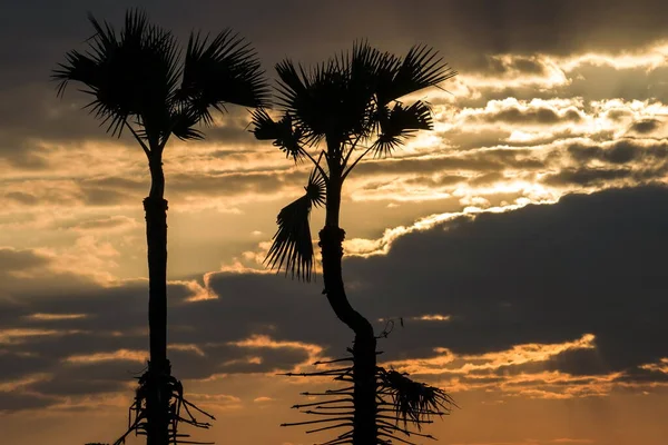 Silhouette Tree Field Dramatic Gold Sunset — Stockfoto