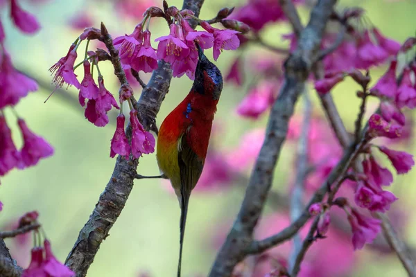 Mrs Gould Sunbird Kismadara Rózsaszín Virágon — Stock Fotó