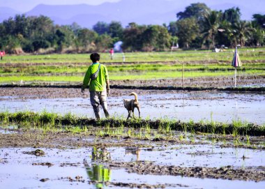 Bir adam ve köpek çeltik tarlasında yürüyor.