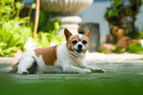 Chihuahua Leží Podlaze Úsměvem — Stock fotografie