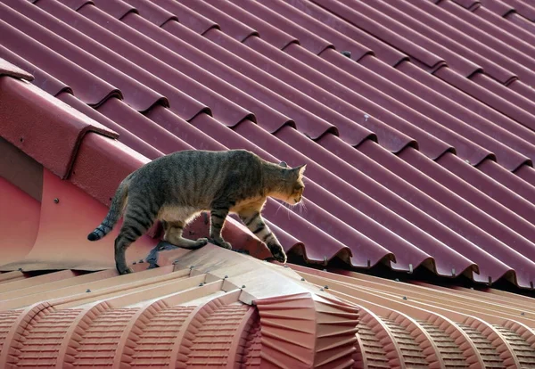Gato Listrado Andando Topo Telhado Com Telhas Vermelhas — Fotografia de Stock