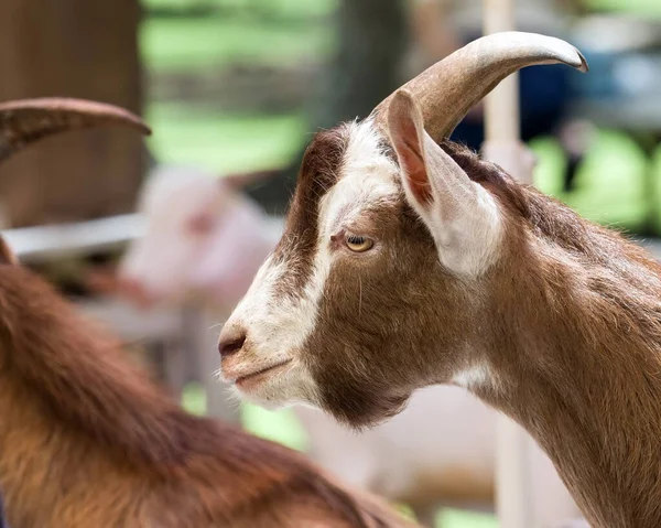 Goat Portrait Goat Farm Closeup Face — Stock Photo, Image