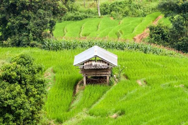 Hut Built Middle Rice Field Rest — стоковое фото