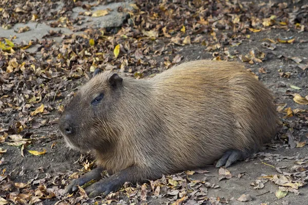 Capybara τρωκτικό — Φωτογραφία Αρχείου