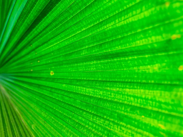 Fondo Textura Hoja Verde Con Luz Detrás — Foto de Stock