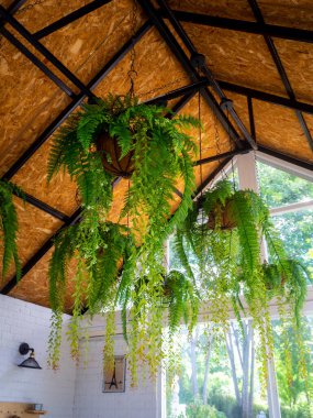 Güneşli bir günde serada asılı bir bitki resmi.