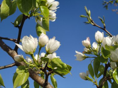 çiçekli elma çiçekleri
