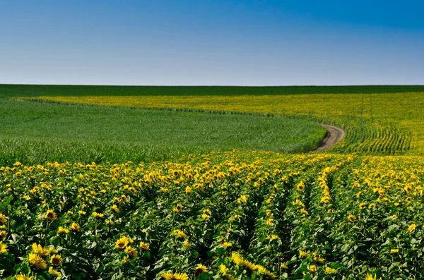 Field of sunflowers with track and clear blue sky — Stock Photo, Image