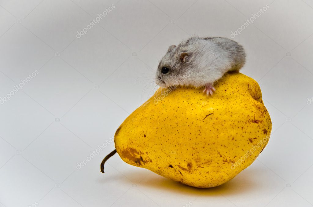 hamster pear