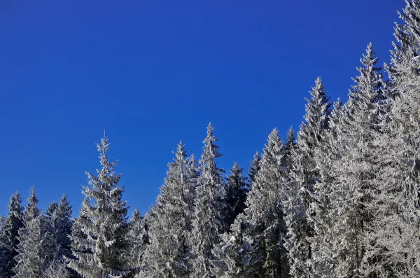 Floresta congelada de pinheiros de neve e céu azul cristal — Fotografia de Stock