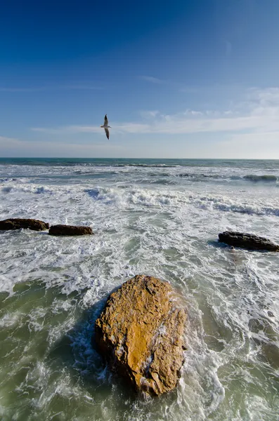 Seagull flying at blue sky - over the stormy ocean seacoast — Stock Photo, Image