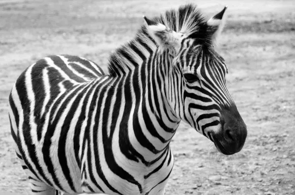 Zebra — Stock Photo, Image