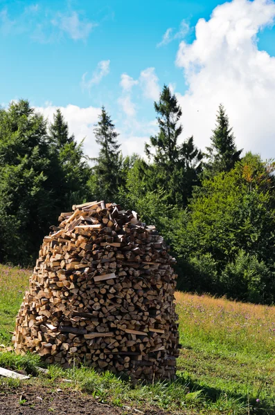 Ta hand om träd och skog — Stockfoto