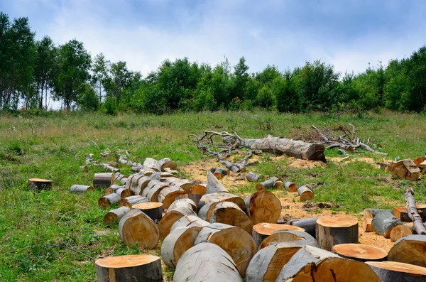 Ta hand om träd och skog — Stockfoto