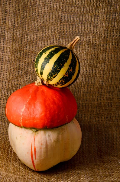 Unusual orange hat pumpkin and small watermelon — Stock Photo, Image