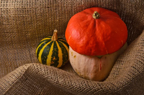 Unusual orange hat pumpkin and small watermelon — Stock Photo, Image