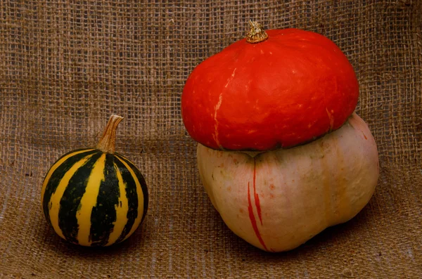 Unusual orange hat pumpkin and small watermelon — Stock Photo, Image