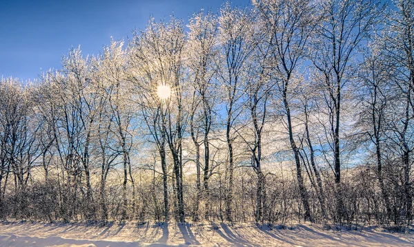 Kristal ağaçlar — Stok fotoğraf