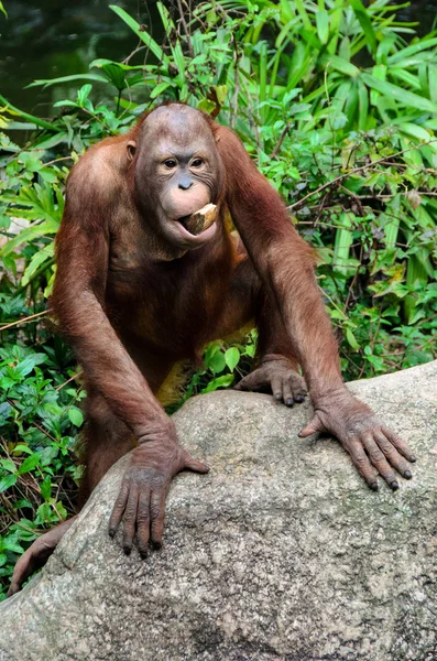 Смешная обезьяна-орангутанг — стоковое фото