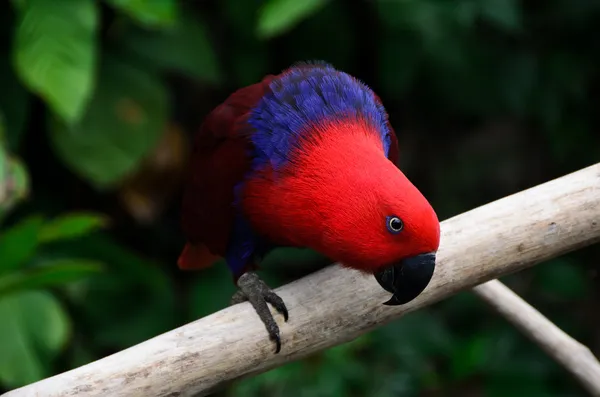 Papagaio vermelho olhar — Fotografia de Stock