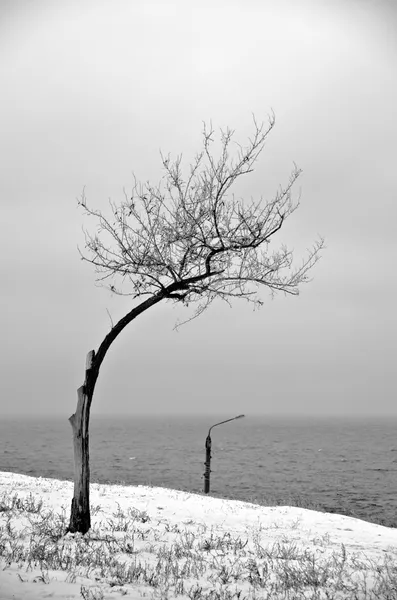 Twee op de sneeuw — Stockfoto