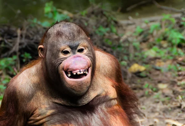 Legrační úsměv orangutan monkey portrét — Stock fotografie