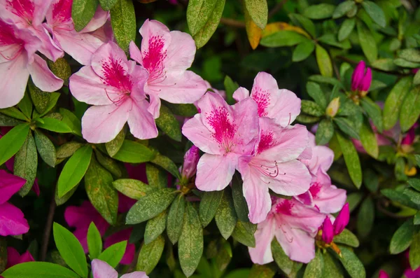 Рожева квітка Буша — стокове фото