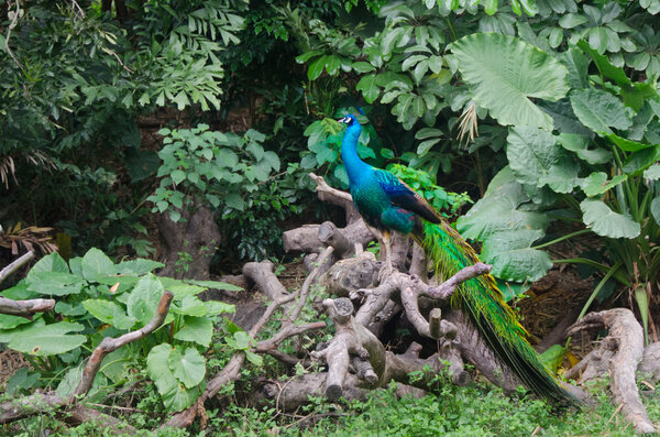 Peacock sitting on tree in tropical forest