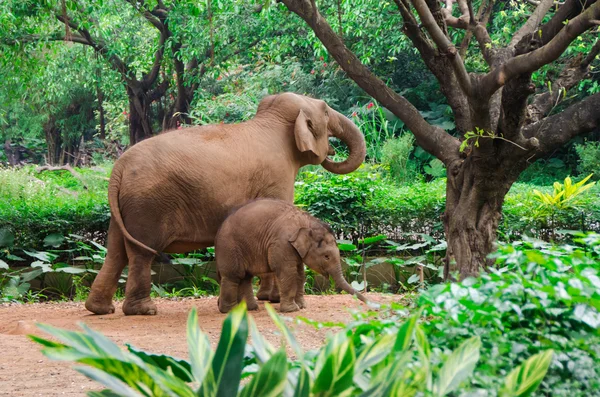 Gran elefante madre y bebé pequeño — Foto de Stock