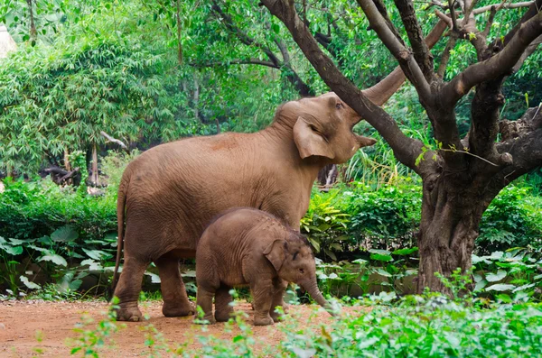Gran elefante madre y bebé pequeño — Foto de Stock