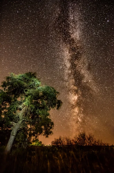 Vía Láctea árbol de verano — Foto de Stock