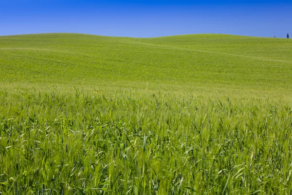 Grüne wiese in der toskana — Stockfoto