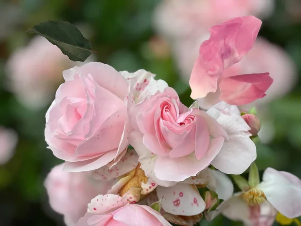 Rose Rosa Petalo Foglie Verdi Colore Pastello Sfondo Morbido Modello — Foto Stock