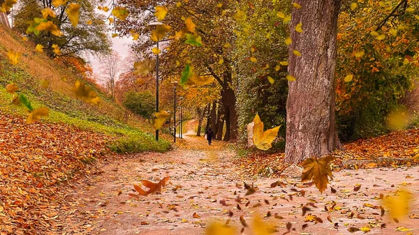 Autumn yellow leaves falling from branches trees in the park silhouette of people    walk with umbrellas in the rain rainy season nature landscape