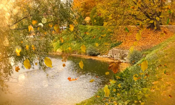 Herbstgelbes Laub Fällt Vom Ast Auf Baumsee Grünes Gras Park — Stockfoto