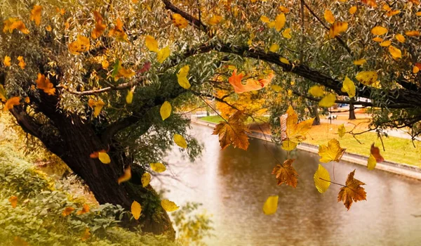 Herbst Gelbe Blätter Fallen Vom Ast Auf Baum See Grünes — Stockfoto