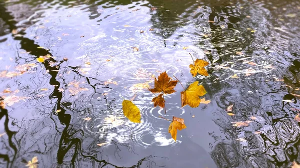 Золотисто Желтые Осенние Листья Падают Лужах Деревьев Отражение Воде Асфальте — стоковое фото