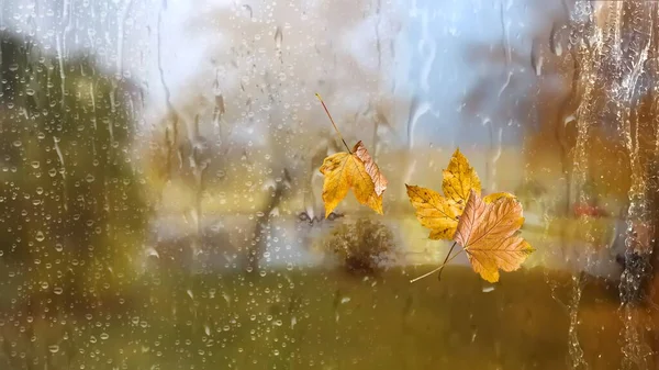 Regentropfen Auf Fensterglas Und Gelbe Blätter Herbst Vorlage Hintergrund — Stockfoto