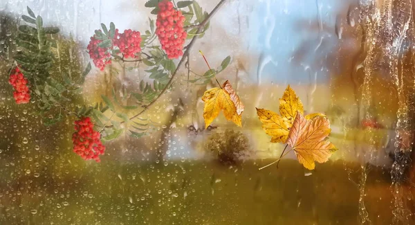Regentropfen Auf Fensterglas Und Gelbe Blätter Rote Vogelbeere Zweig Herbst — Stockfoto