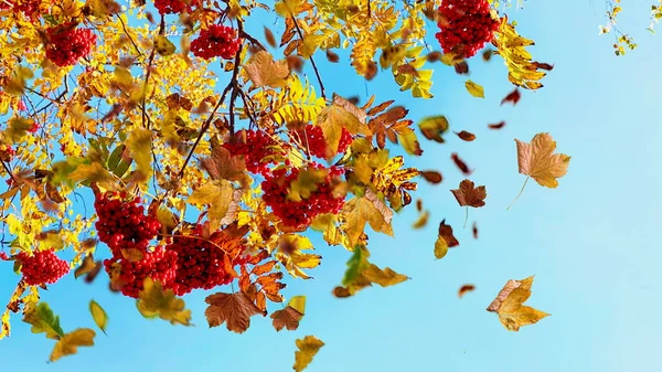 Herbst Blätter Gelb Rot Vogelbeere Zweig Bäume Auf Blauem Himmel — Stockfoto