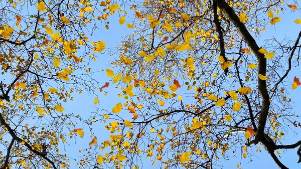 Herbst Gelbe Blätter Auf Ast Auf Blauem Himmel Natur Jahreszeit — Stockfoto