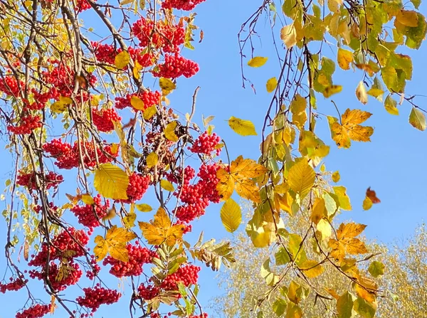 Herbst Gelb Blätter Fallen Rot Vogelbeere Auf Baum Blau Himmel — Stockfoto