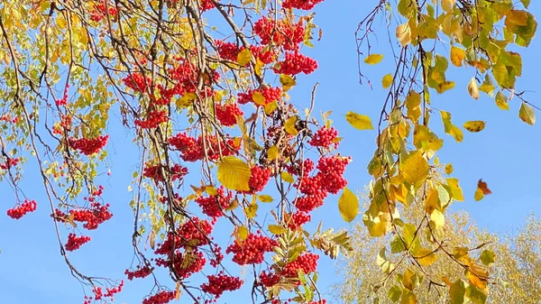 Herbst Gelb Blätter Fallen Rot Vogelbeere Auf Baum Blau Himmel — Stockfoto