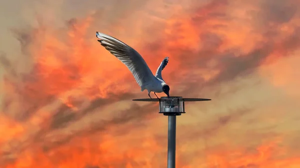 Оранжевый Закат Розовое Небо Драматичные Облака Передней Seagull Сидеть Уличной — стоковое фото