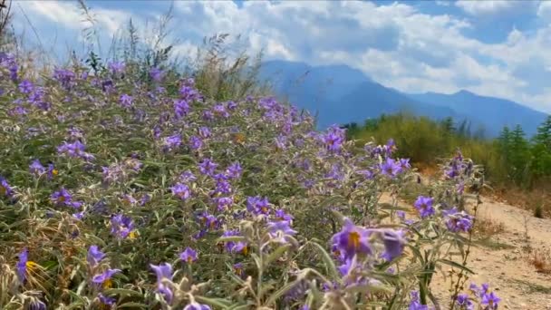 奥林匹斯山下的蓝色野花草地 夏天的田野 蓬松的天空 自然美景 — 图库视频影像