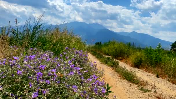 올림푸스 아래에 들꽃들의 들판에 오르는 구름처럼 푸르른 하늘을 배경으로 그리스의 — 비디오