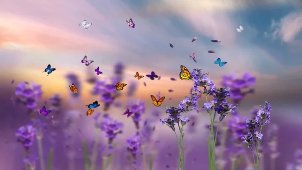 butterflies  flowers  field flowers at sunset  meadow chamomile  and lavender  in the grass at field sunset summer blue sky with fluffy white clouds floral nature landscape